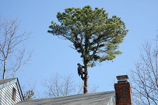 Tree and Shrub Care in Clarkdale, AZ